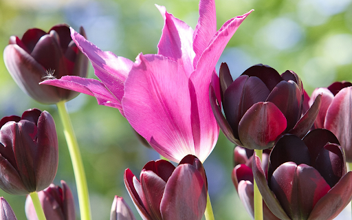 Dark Purple Tulips from Chrome web store to be run with OffiDocs Chromium online Dark Purple Tulips from Chrome web store to be run with OffiDocs Chromium online
