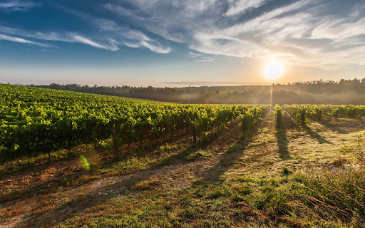 Dawn on the grape farm from Chrome web store to be run with OffiDocs Chromium online Dawn on the grape farm from Chrome web store to be run with OffiDocs Chromium online
