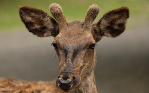 Deer and small antlers from Chrome web store to be run with OffiDocs Chromium online Deer and small antlers from Chrome web store to be run with OffiDocs Chromium online