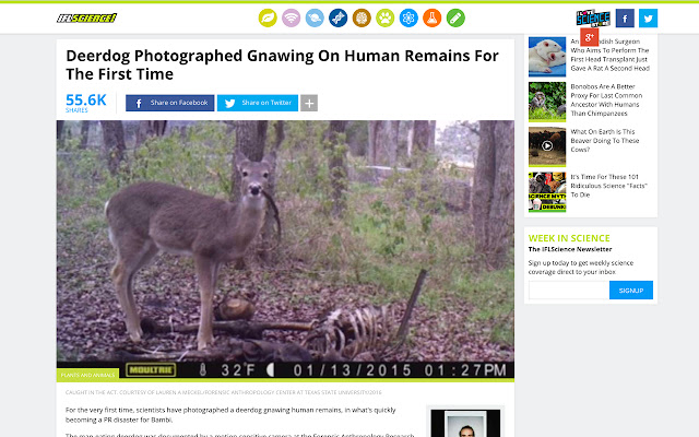 Deer to Deerdog from Chrome web store to be run with OffiDocs Chromium online Deer to Deerdog from Chrome web store to be run with OffiDocs Chromium online