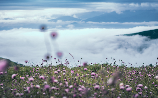 Dew and flowers from Chrome web store to be run with OffiDocs Chromium online Dew and flowers from Chrome web store to be run with OffiDocs Chromium online