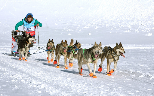 Dogs and sleds from Chrome web store to be run with OffiDocs Chromium online Dogs and sleds from Chrome web store to be run with OffiDocs Chromium online