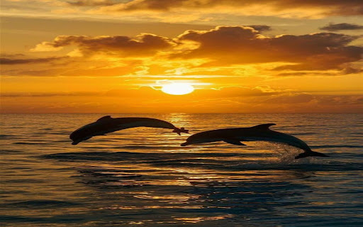 dolphin and sunset wallpapers from Chrome web store to be run with OffiDocs Chromium online dolphin and sunset wallpapers from Chrome web store to be run with OffiDocs Chromium online