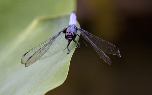 Dragonfly perched on a leaf from Chrome web store to be run with OffiDocs Chromium online Dragonfly perched on a leaf from Chrome web store to be run with OffiDocs Chromium online