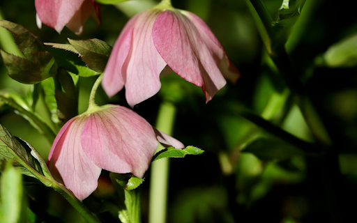 Drooping Flowers from Chrome web store to be run with OffiDocs Chromium online Drooping Flowers from Chrome web store to be run with OffiDocs Chromium online