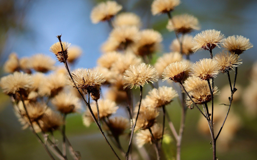 dry flower branches from Chrome web store to be run with OffiDocs Chromium online dry flower branches from Chrome web store to be run with OffiDocs Chromium online