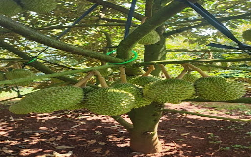 durian tree wallpaper with many fruits from Chrome web store to be run with OffiDocs Chromium online durian tree wallpaper with many fruits from Chrome web store to be run with OffiDocs Chromium online