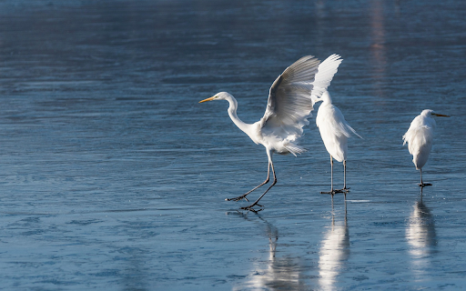 Egrets on Ice from Chrome web store to be run with OffiDocs Chromium online Egrets on Ice from Chrome web store to be run with OffiDocs Chromium online