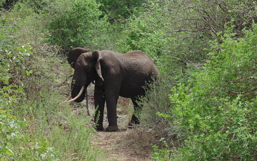 Elephant in the forest from Chrome web store to be run with OffiDocs Chromium online Elephant in the forest from Chrome web store to be run with OffiDocs Chromium online