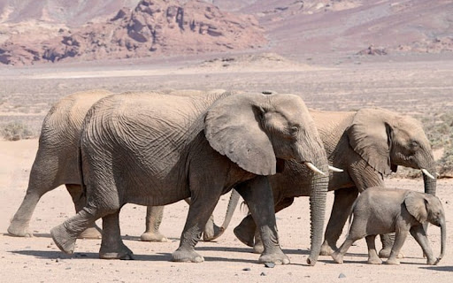 ELEPHANTS THEME from Chrome web store to be run with OffiDocs Chromium online ELEPHANTS THEME from Chrome web store to be run with OffiDocs Chromium online