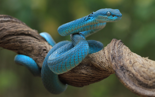 Emerald green snake from Chrome web store to be run with OffiDocs Chromium online Emerald green snake from Chrome web store to be run with OffiDocs Chromium online
