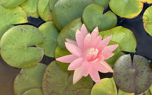 Faded pink water lily from Chrome web store to be run with OffiDocs Chromium online Faded pink water lily from Chrome web store to be run with OffiDocs Chromium online