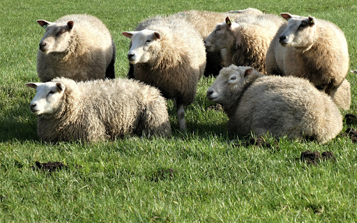 Fat,plump sheep from Chrome web store to be run with OffiDocs Chromium online Fat,plump sheep from Chrome web store to be run with OffiDocs Chromium online
