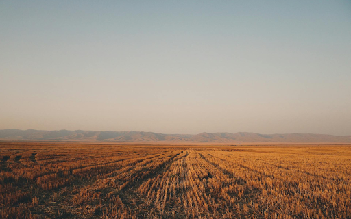 Field after harvest from Chrome web store to be run with OffiDocs Chromium online Field after harvest from Chrome web store to be run with OffiDocs Chromium online