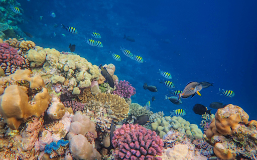 Fish on Seabed with Coral Reef from Chrome web store to be run with OffiDocs Chromium online Fish on Seabed with Coral Reef from Chrome web store to be run with OffiDocs Chromium online
