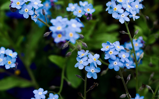 Five petaled green flowers from Chrome web store to be run with OffiDocs Chromium online Five petaled green flowers from Chrome web store to be run with OffiDocs Chromium online