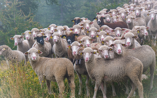 Flock of lambs from Chrome web store to be run with OffiDocs Chromium online Flock of lambs from Chrome web store to be run with OffiDocs Chromium online