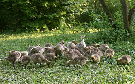 Flock of Little Geese in the Grass Garden from Chrome web store to be run with OffiDocs Chromium online Flock of Little Geese in the Grass Garden from Chrome web store to be run with OffiDocs Chromium online