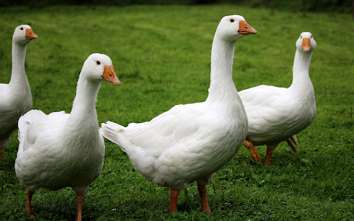 Flock of white geese from Chrome web store to be run with OffiDocs Chromium online Flock of white geese from Chrome web store to be run with OffiDocs Chromium online