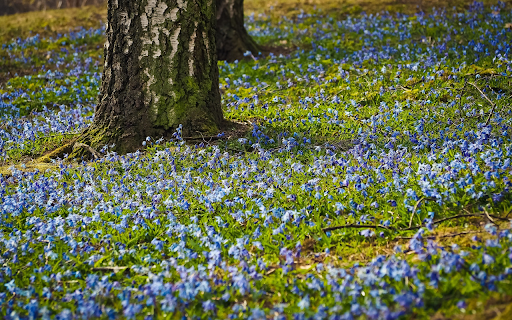 Flower garden under the trees from Chrome web store to be run with OffiDocs Chromium online Flower garden under the trees from Chrome web store to be run with OffiDocs Chromium online