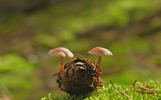 Flower mushrooms from Chrome web store to be run with OffiDocs Chromium online Flower mushrooms from Chrome web store to be run with OffiDocs Chromium online