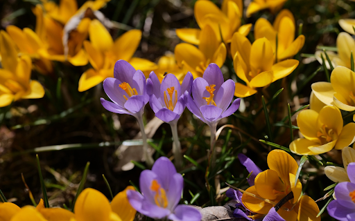 Flowers and purple flowers from Chrome web store to be run with OffiDocs Chromium online Flowers and purple flowers from Chrome web store to be run with OffiDocs Chromium online