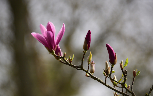 Flowers and young leaves from Chrome web store to be run with OffiDocs Chromium online Flowers and young leaves from Chrome web store to be run with OffiDocs Chromium online