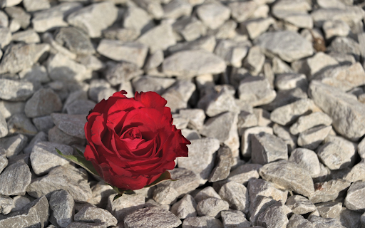Flowers on rocks from Chrome web store to be run with OffiDocs Chromium online Flowers on rocks from Chrome web store to be run with OffiDocs Chromium online