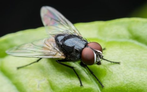 fly on leaf wallpaper from Chrome web store to be run with OffiDocs Chromium online fly on leaf wallpaper from Chrome web store to be run with OffiDocs Chromium online