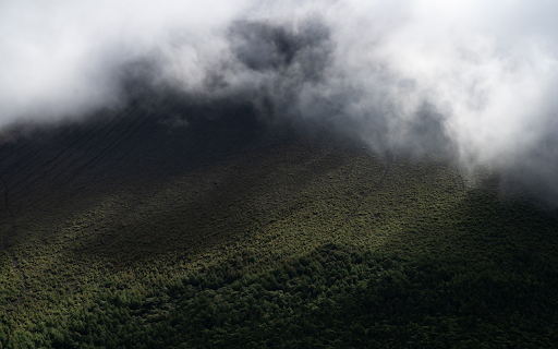 Foggy green forest from Chrome web store to be run with OffiDocs Chromium online Foggy green forest from Chrome web store to be run with OffiDocs Chromium online