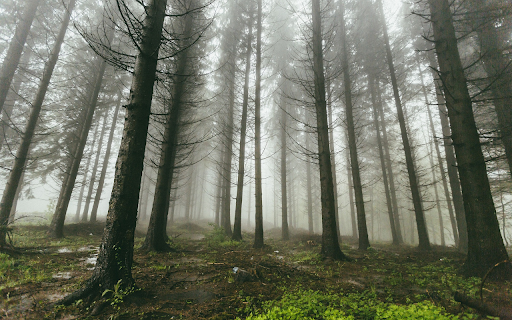 Fog in the pine forest from Chrome web store to be run with OffiDocs Chromium online Fog in the pine forest from Chrome web store to be run with OffiDocs Chromium online