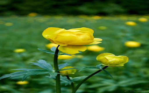 Foxglove Wallpaper from Chrome web store to be run with OffiDocs Chromium online Foxglove Wallpaper from Chrome web store to be run with OffiDocs Chromium online
