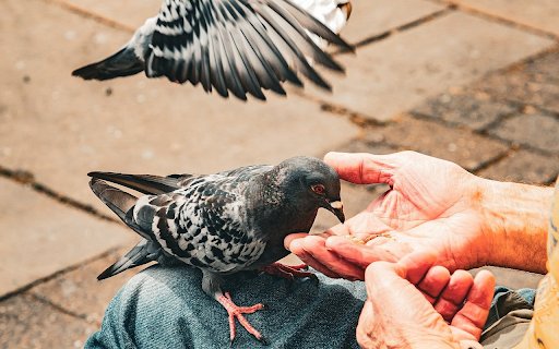 Friendly birds from Chrome web store to be run with OffiDocs Chromium online Friendly birds from Chrome web store to be run with OffiDocs Chromium online