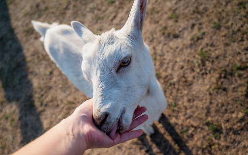 Friendly white goat from Chrome web store to be run with OffiDocs Chromium online Friendly white goat from Chrome web store to be run with OffiDocs Chromium online
