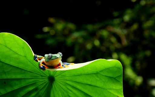 frog sitting on lotus leaf from Chrome web store to be run with OffiDocs Chromium online frog sitting on lotus leaf from Chrome web store to be run with OffiDocs Chromium online