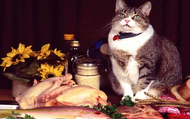Funny Cats Puzzle from Chrome web store to be run with OffiDocs Chromium online Funny Cats Puzzle from Chrome web store to be run with OffiDocs Chromium online