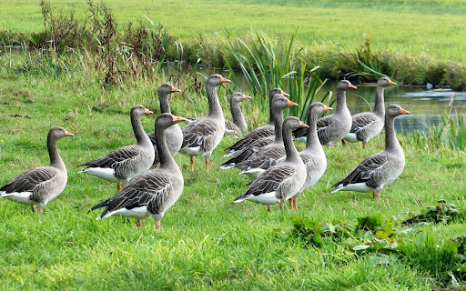 Geese by the Stream from Chrome web store to be run with OffiDocs Chromium online Geese by the Stream from Chrome web store to be run with OffiDocs Chromium online