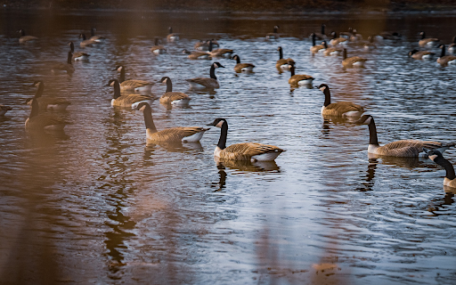 Geese flock under the pond from Chrome web store to be run with OffiDocs Chromium online Geese flock under the pond from Chrome web store to be run with OffiDocs Chromium online