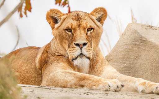 Gentle faced lion from Chrome web store to be run with OffiDocs Chromium online Gentle faced lion from Chrome web store to be run with OffiDocs Chromium online