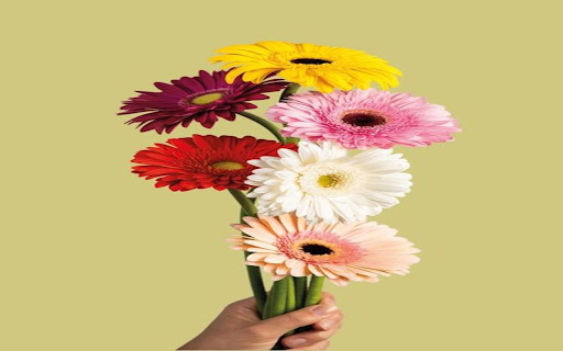 gerbera bouquet wallpaper from Chrome web store to be run with OffiDocs Chromium online gerbera bouquet wallpaper from Chrome web store to be run with OffiDocs Chromium online