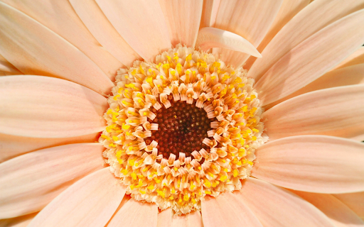 Giant flower from Chrome web store to be run with OffiDocs Chromium online Giant flower from Chrome web store to be run with OffiDocs Chromium online