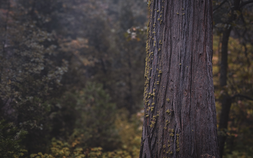 Giant pine tree from Chrome web store to be run with OffiDocs Chromium online Giant pine tree from Chrome web store to be run with OffiDocs Chromium online