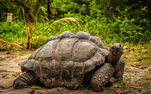 Giant turtle from Chrome web store to be run with OffiDocs Chromium online Giant turtle from Chrome web store to be run with OffiDocs Chromium online