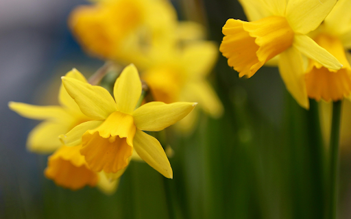 Golden Daffodils from Chrome web store to be run with OffiDocs Chromium online Golden Daffodils from Chrome web store to be run with OffiDocs Chromium online