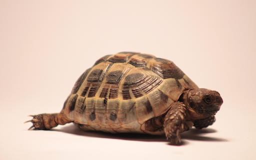 Golden Turtle from Chrome web store to be run with OffiDocs Chromium online Golden Turtle from Chrome web store to be run with OffiDocs Chromium online