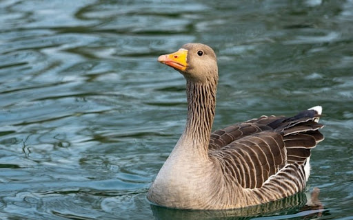 GOOSES Theme from Chrome web store to be run with OffiDocs Chromium online GOOSES Theme from Chrome web store to be run with OffiDocs Chromium online
