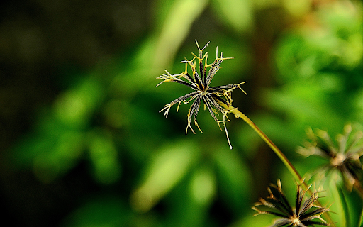 Grass and flower seeds from Chrome web store to be run with OffiDocs Chromium online Grass and flower seeds from Chrome web store to be run with OffiDocs Chromium online