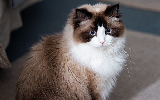 Gray and white cat from Chrome web store to be run with OffiDocs Chromium online Gray and white cat from Chrome web store to be run with OffiDocs Chromium online