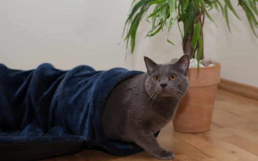Gray cat from Chrome web store to be run with OffiDocs Chromium online Gray cat from Chrome web store to be run with OffiDocs Chromium online