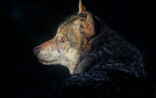 GRAY WOLF THEME from Chrome web store to be run with OffiDocs Chromium online GRAY WOLF THEME from Chrome web store to be run with OffiDocs Chromium online